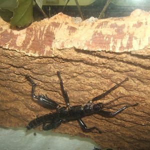 Lord Howe Island Stick Insect (Dryococelus australis)