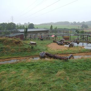 View of Spectacled Bear enclosure