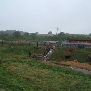 View of Spectacled Bear enclosure