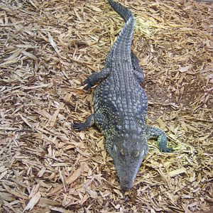 Nile Crocodile