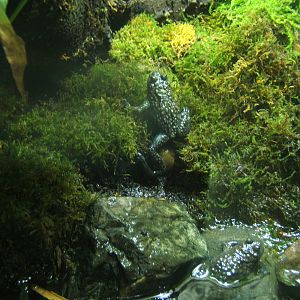 Yellow-bellied Toad