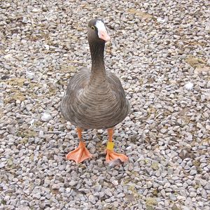 Lesser White-fronted Goose