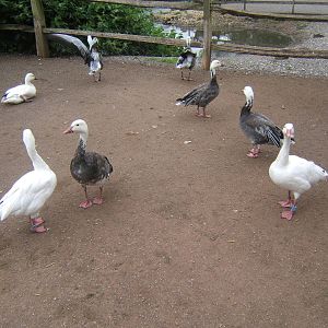 Lesser Snow Goose both colours forms