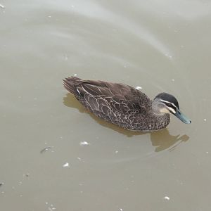 Australian Black Duck