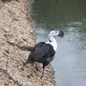 South American Comb Duck