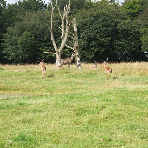 Impala and Greater Kudu