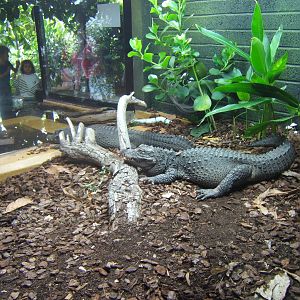 West African Type 1 Dwarf Crocodiles