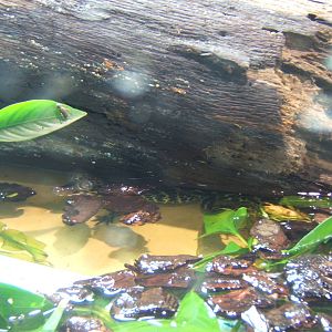 West African Type 1 Dwarf Crocodile baby
