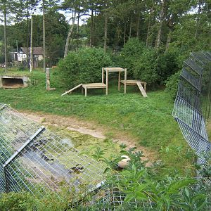 View of Amur Tiger enclosure