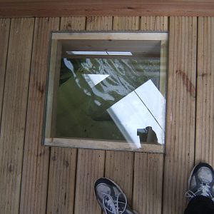 False Gharial viewing window