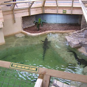 View of Salt Water Crocodile enclosure