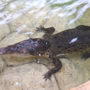 Salt Water Crocodile