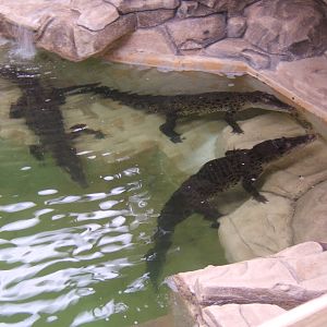 Salt Water Crocodiles