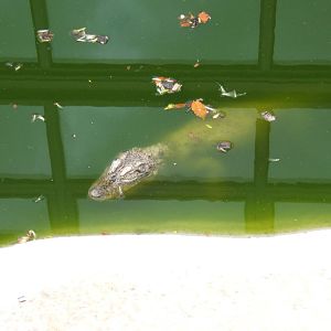 female Chinese Alligator outside