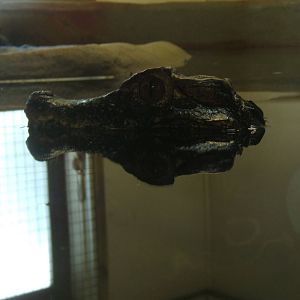 Cuviers Dwarf Caiman