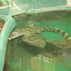 Slender-snouted Crocodile