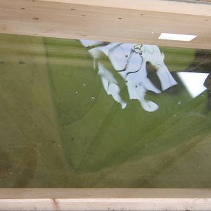 False Gharial viewing window