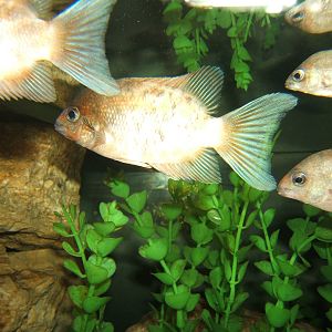 Kotsovato (Paretroplus kieneri)