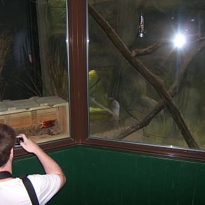 View of Beaded Lizard enclosure