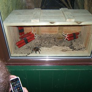 View of Red-kneed tarantula exhibit inside the Beaded Lizard exhibit
