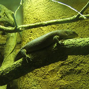 Gidgee Skink