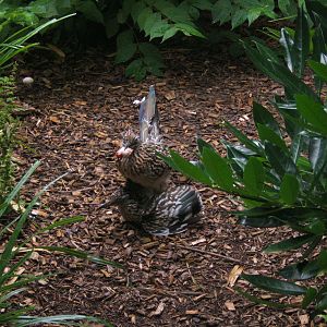 Greater Road Runners mating