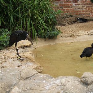 African Openbills
