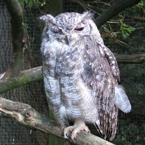 Vermiculated Owl (Bubo cinerascens)