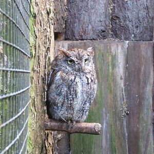 Western Screech Owl