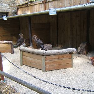 Bateleur Eagles in mews