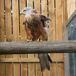 Red Kite
