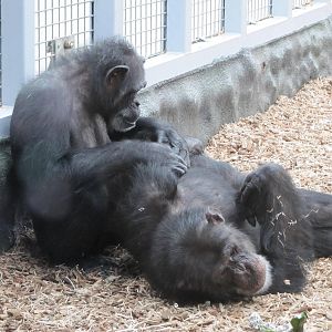 Chimpanzees on 06/08/2016