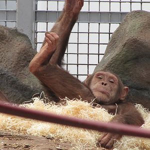 Brown chimpanzee on 06/08/2016