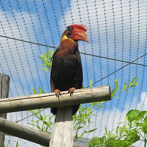 Rufous Hornbill on 06/08/2016