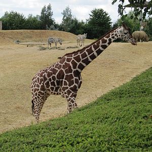 Reticulated giraffe on 06/08/2016