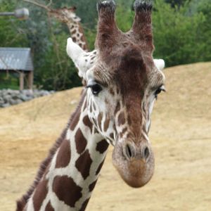 Reticulated giraffe on 06/08/2016