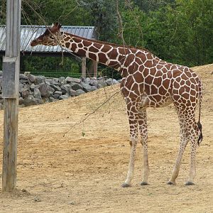 Reticulated giraffe on 06/08/2016