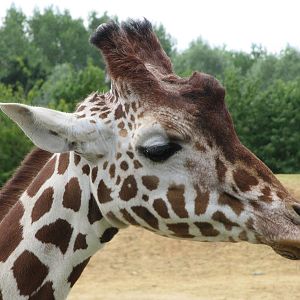 Head of Reticulated giraffe on 06/08/2016