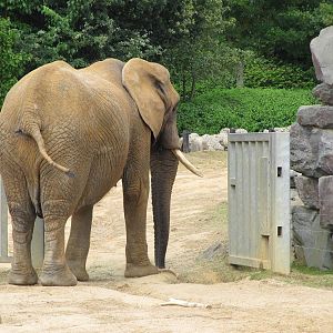African Elephant on 06/08/2016