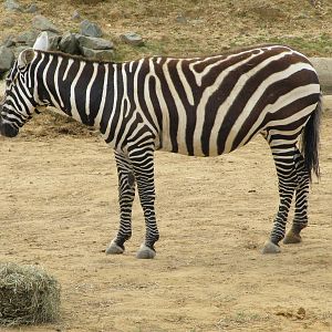 Maneless Zebra on 06/08/2016