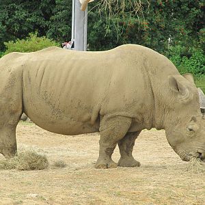 Rhinoceros on 06/08/2016
