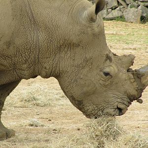 Rhinoceros on 06/08/2016