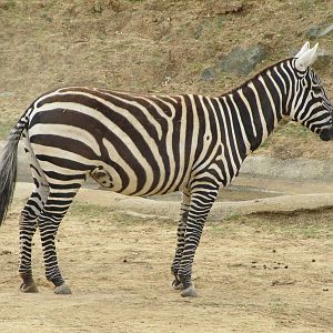 Maneless Zebra on 06/08/2016