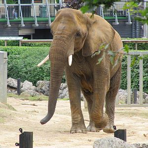 African Elephant on 06/08/2016