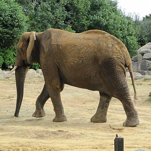 African Elephant on 06/08/2016
