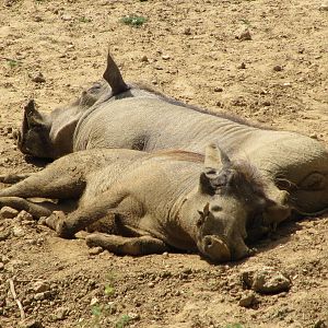 Warthogs sleeping on 06/08/2016