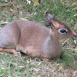 Dik-Dik resting on 06/08/2016