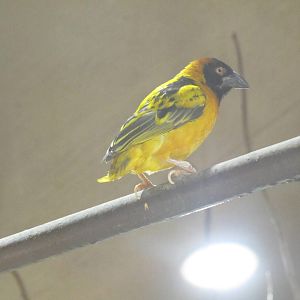 Black headed weaver bird on 06/08/2016