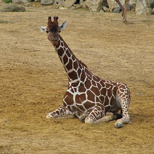 Reticulated giraffe resting on 06/08/2016