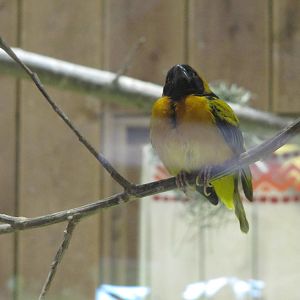 Black headed weaver bird on 06/08/2016